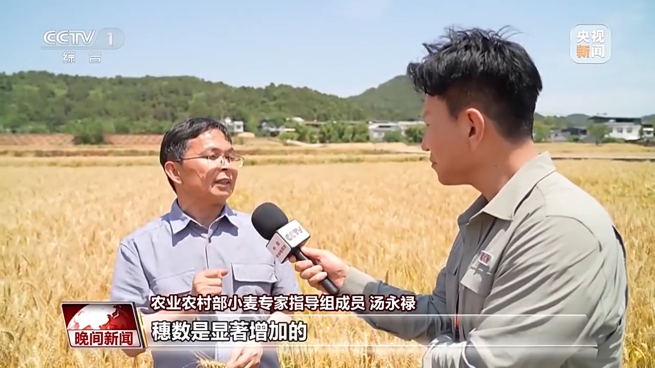 全国夏粮开镰！这些产区已传来好消息