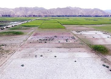 盐碱地也能种粮食！中国科学家找到作物主效耐碱基因