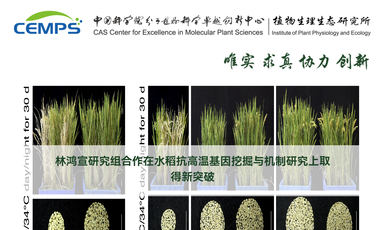 高温下水稻还能高产吗？中国科学家：能